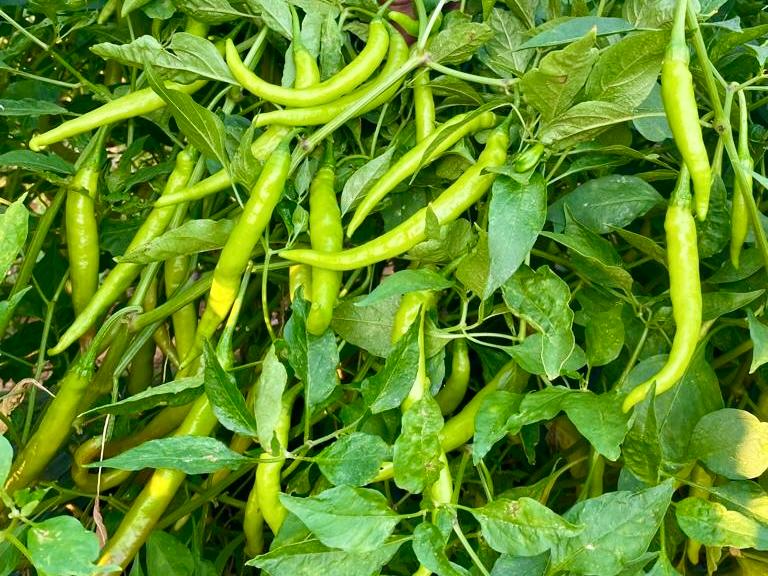 Farm Fresh Products